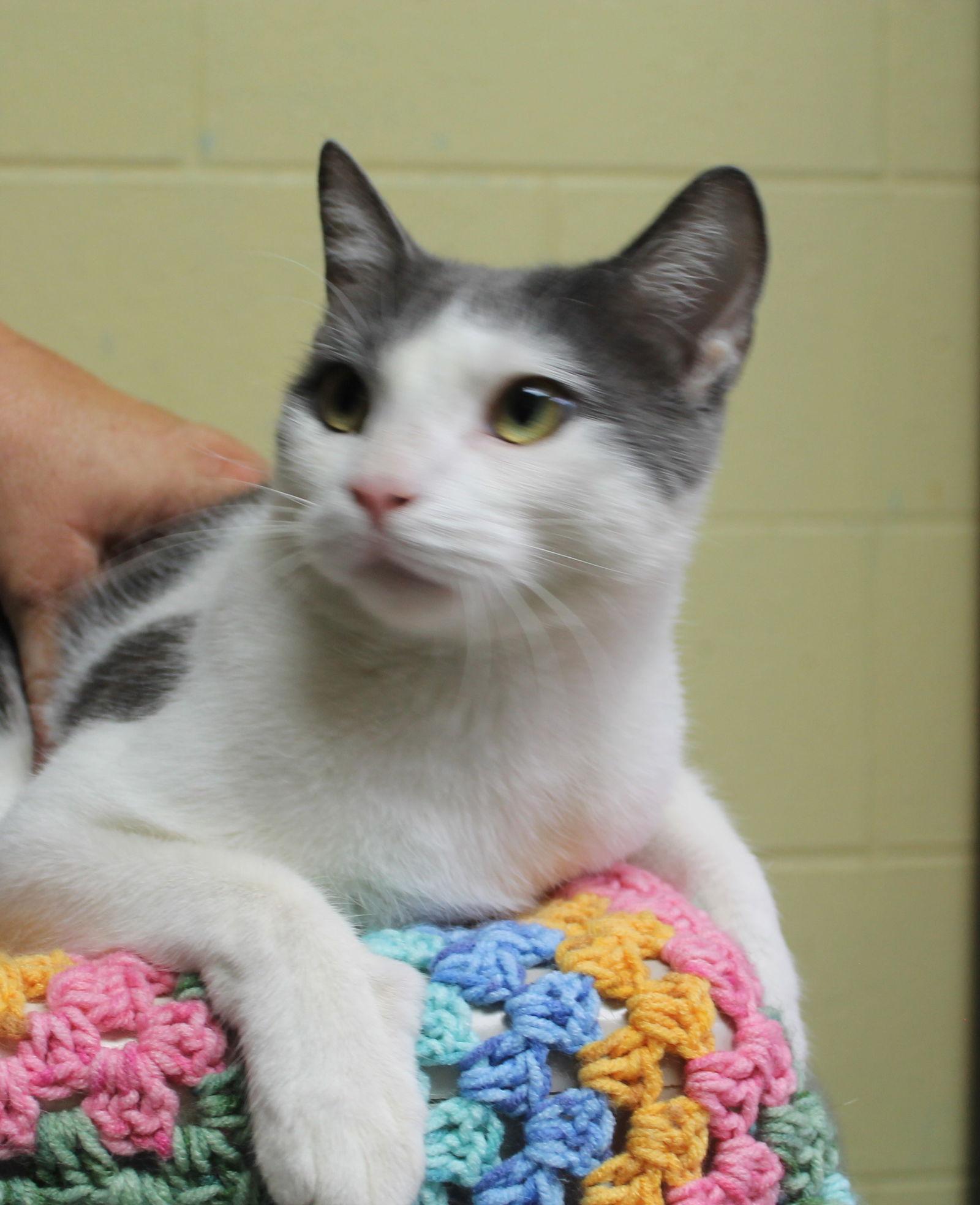 Biscuit - 42510, Adoptable, Young Male Domestic Short Hair.