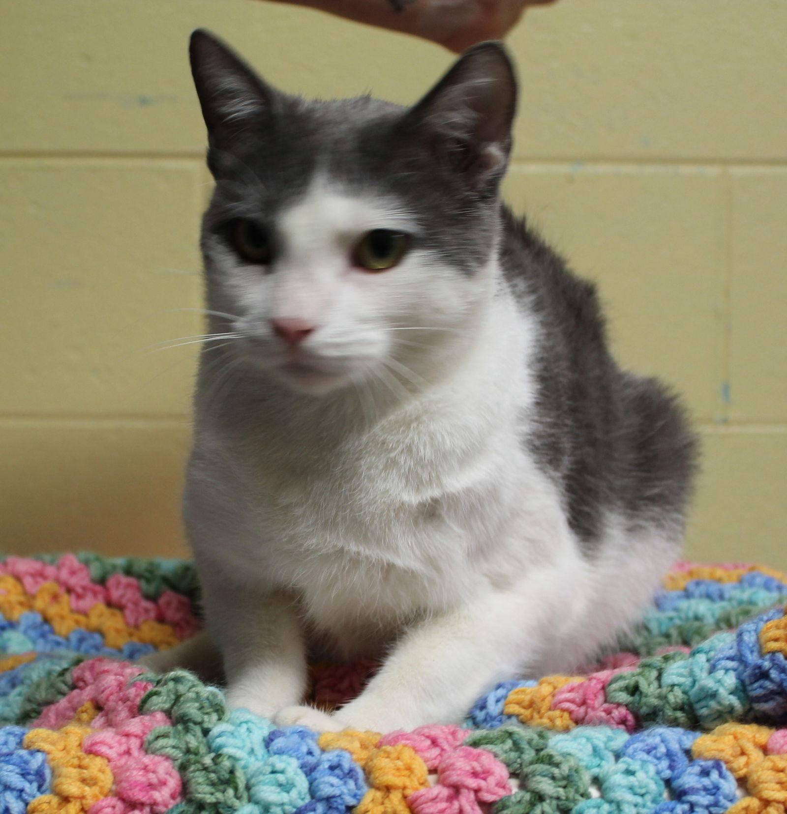 Enlarge Biscuit - 42510, a Adoptable Domestic Short Hair in Prattville, AL image 2/3