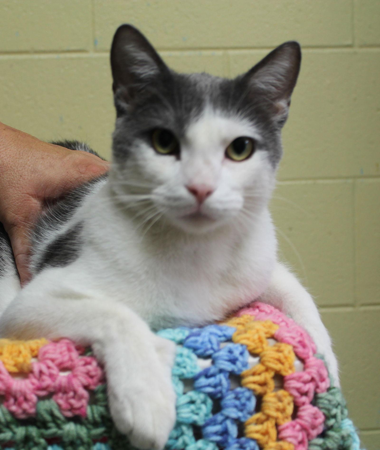 Enlarge Biscuit - 42510, a Adoptable Domestic Short Hair in Prattville, AL image 3/3