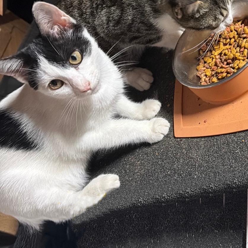 Valentina La Gatta, Adoptable, Kitten Female Domestic Short Hair.