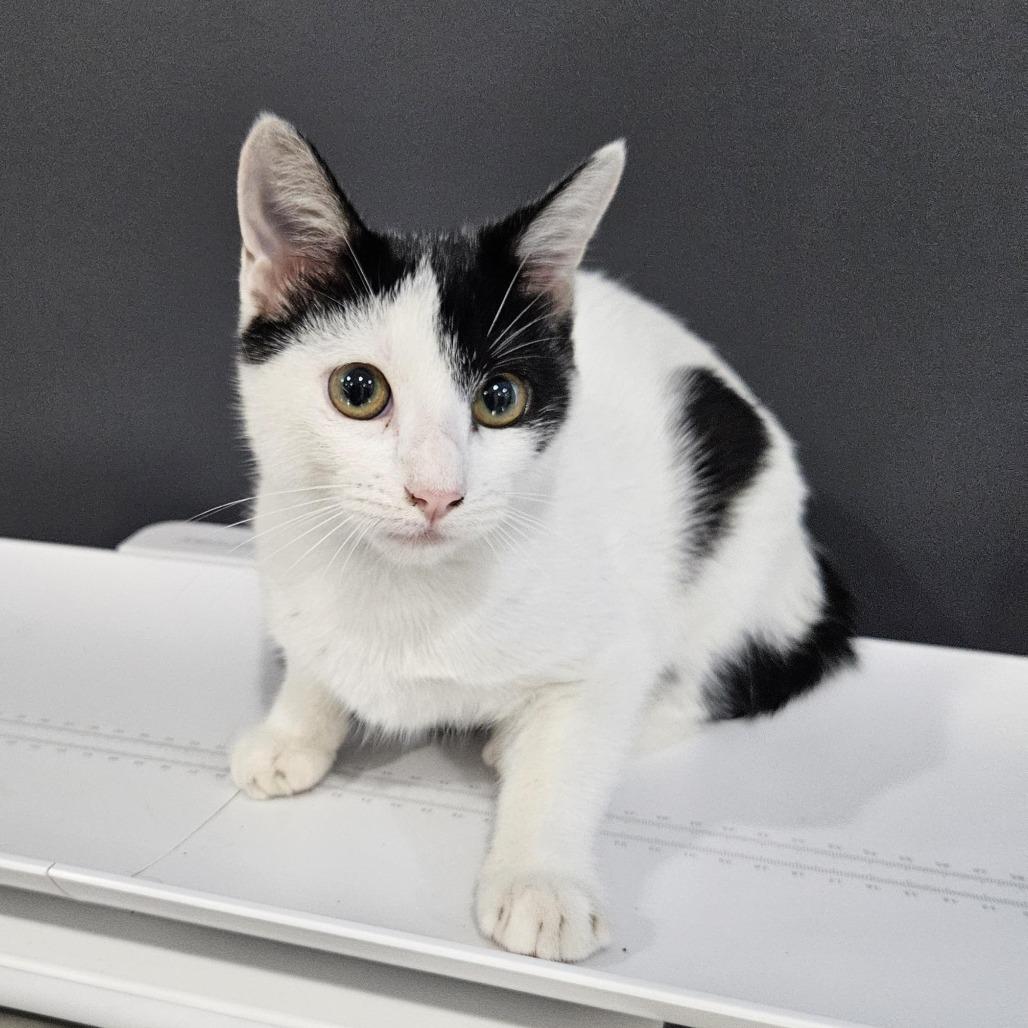 Enlarge Valentina La Gatta, a Adoptable Domestic Short Hair in Livingston, TX image 2/2
