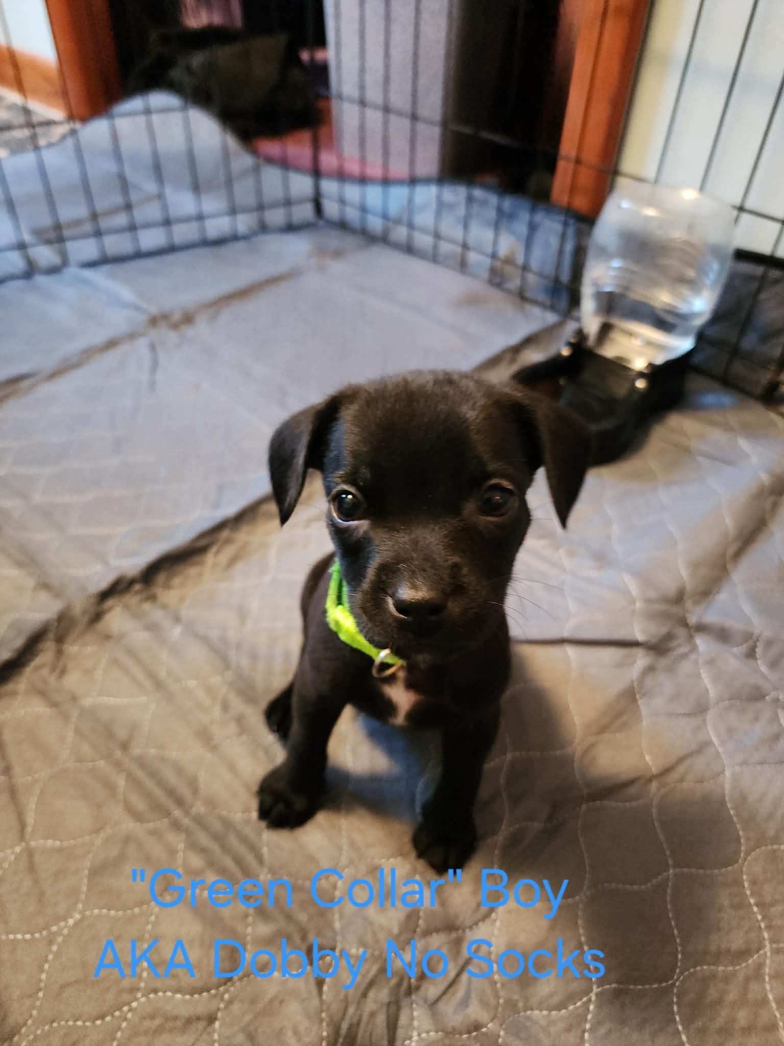 Enlarge G, a Adoptable mixed breed in Kingston, NY image 2/2