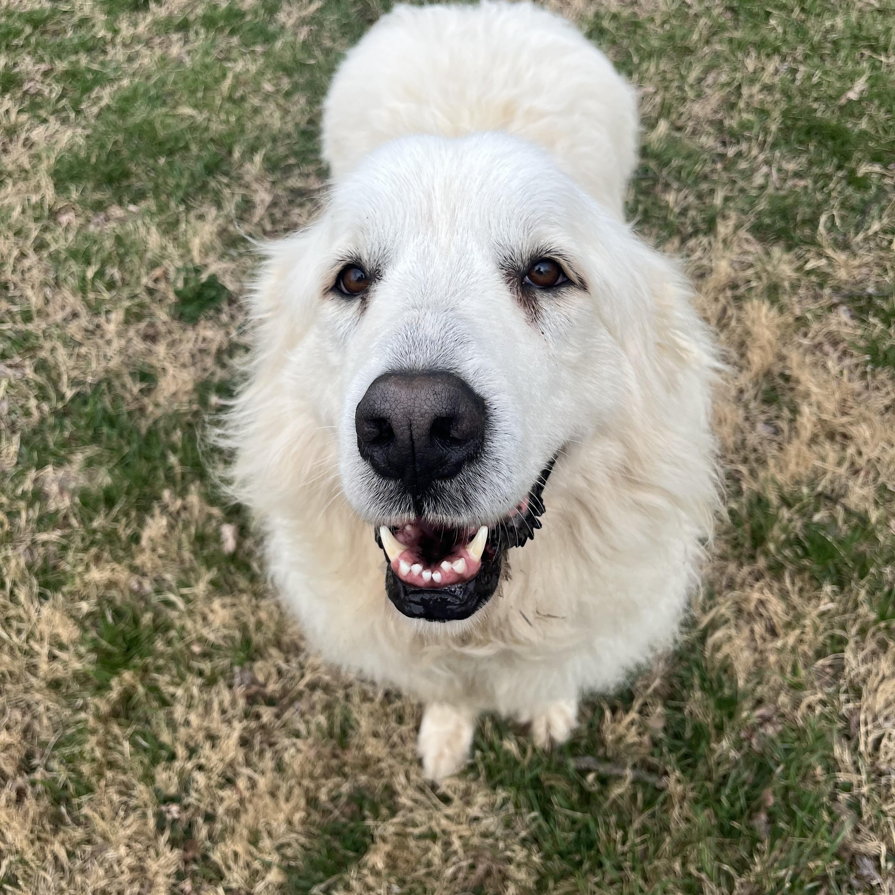 Kora, an adopted Great Pyrenees in Fairfax, VA image 2/6
