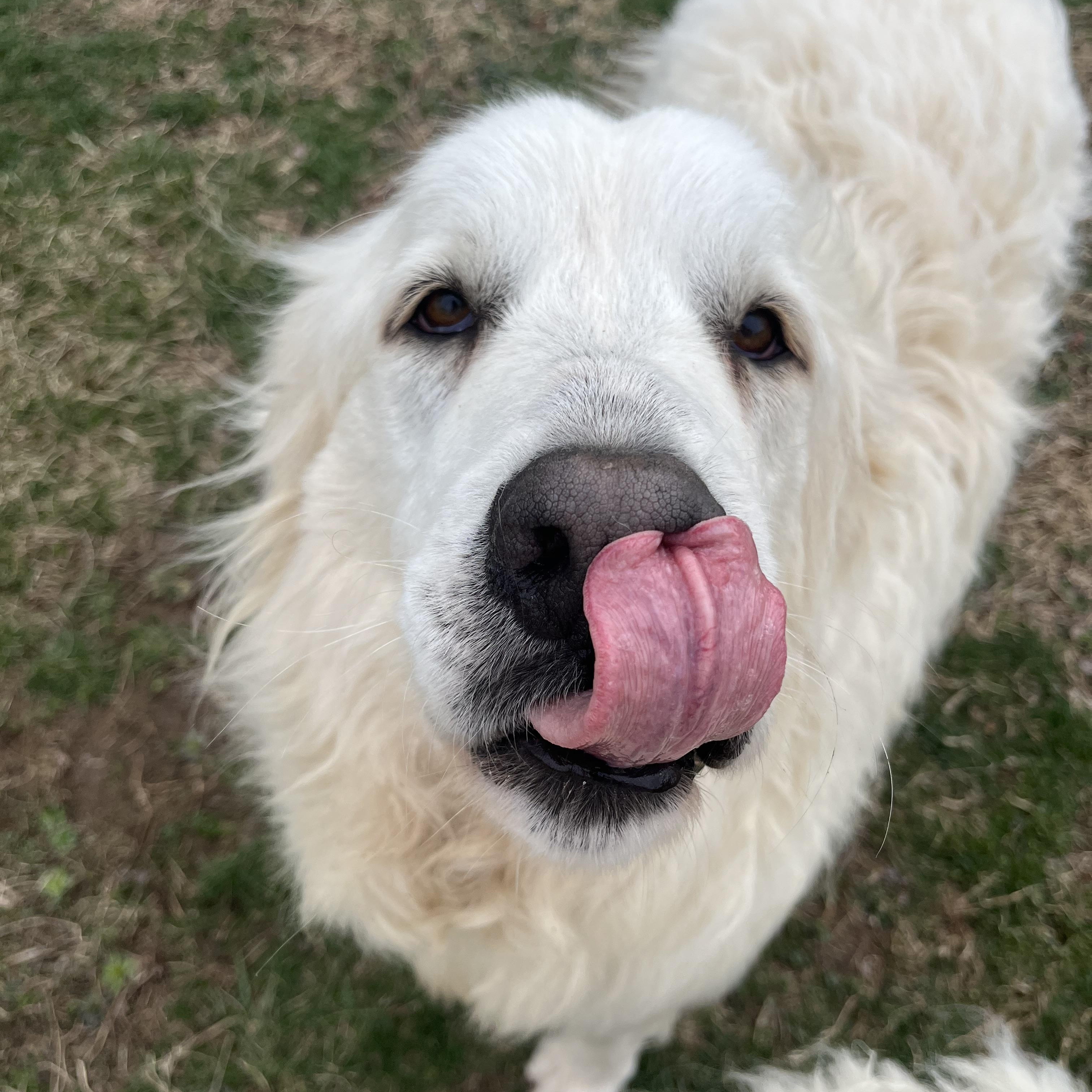 Kora, an adopted Great Pyrenees in Fairfax, VA image 3/6