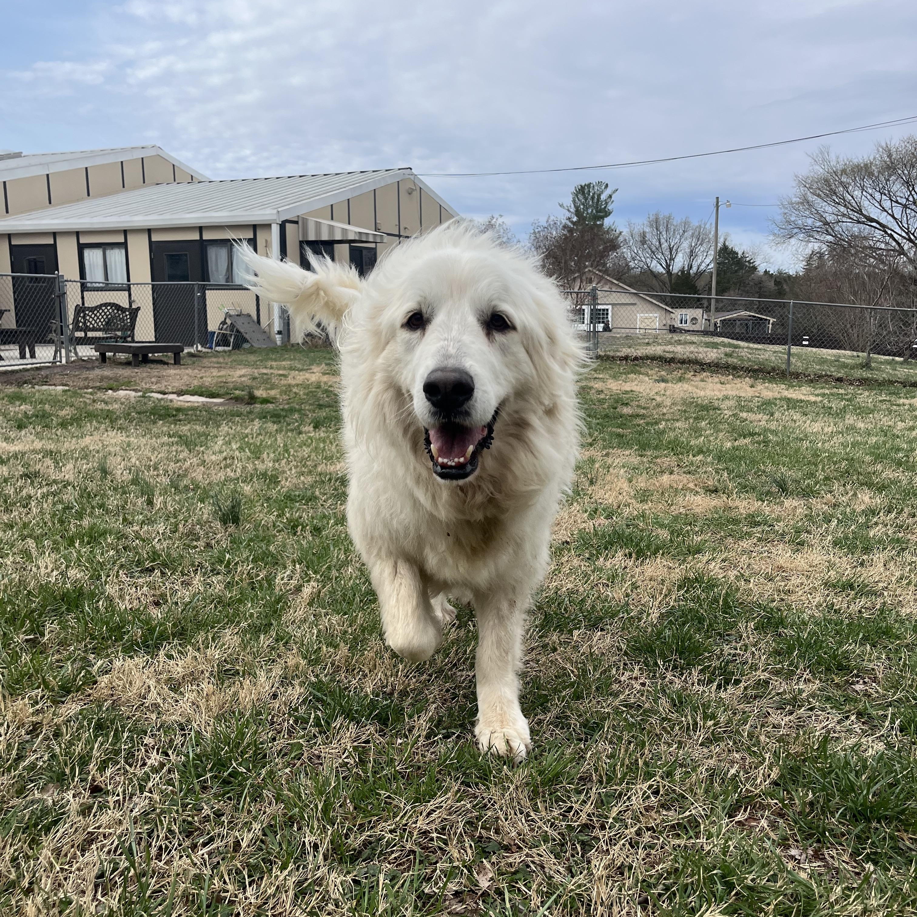 Kora, an adopted Great Pyrenees in Fairfax, VA image 4/6
