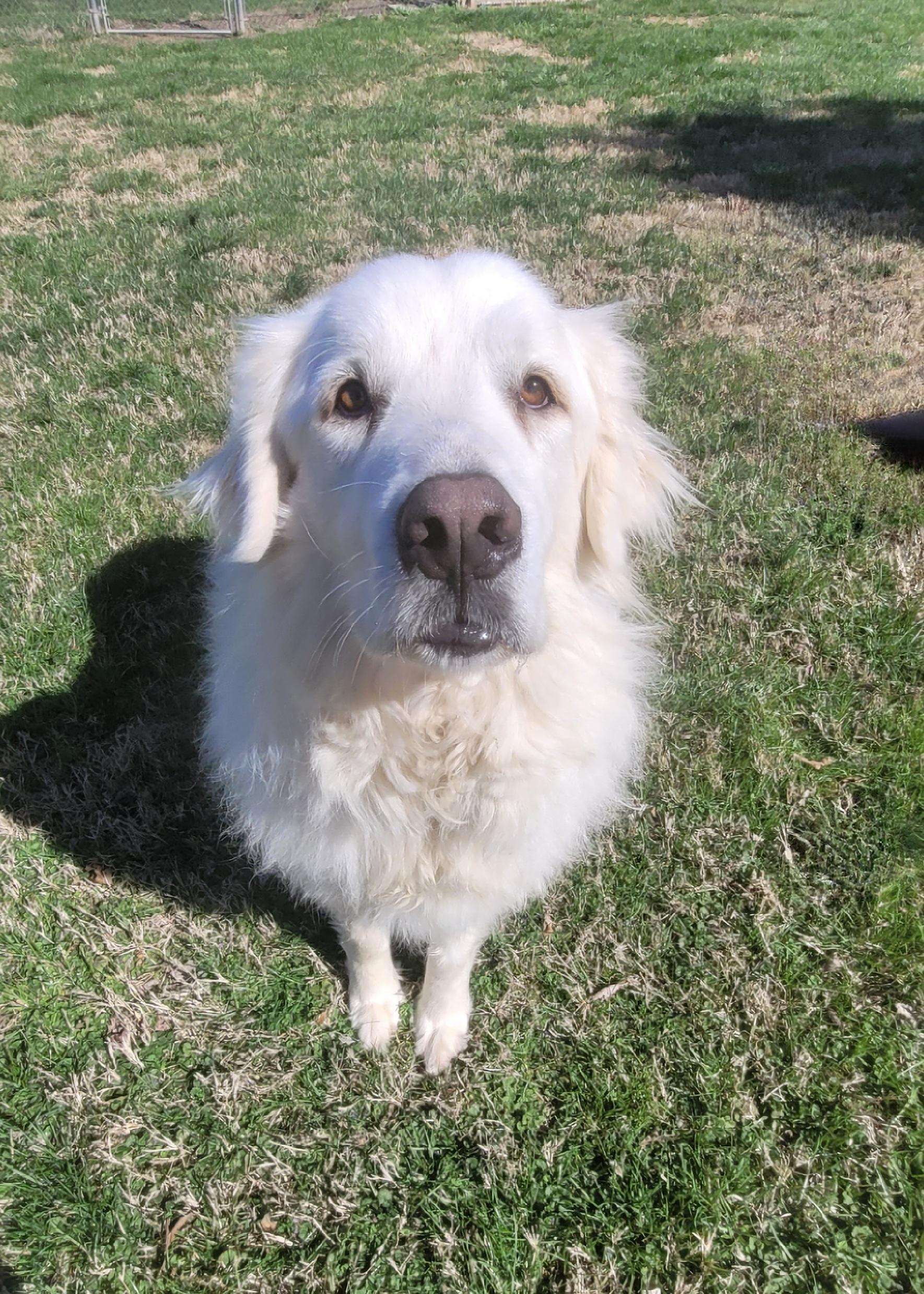 Kora, an adopted Great Pyrenees in Fairfax, VA image 1/6