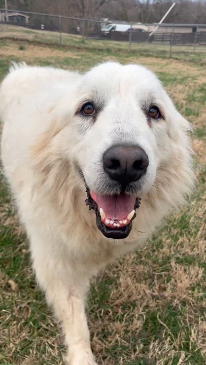 Enlarge Kora, an adopted Great Pyrenees in Fairfax, VA video 5/6