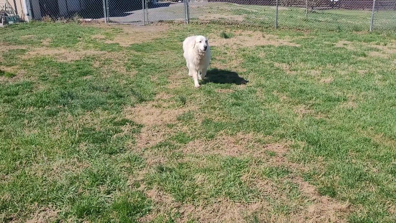 Enlarge Kora, an adopted Great Pyrenees in Fairfax, VA video 6/6