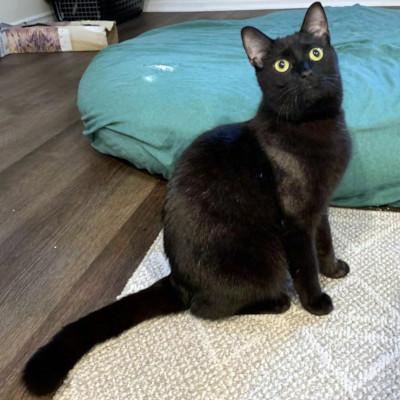 Tabitha, a Adoptable mixed breed in Mississauga, ON image 5/5