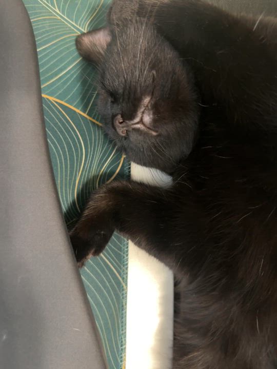 Enlarge Tabitha, a Adoptable mixed breed in Mississauga, ON video 4/5