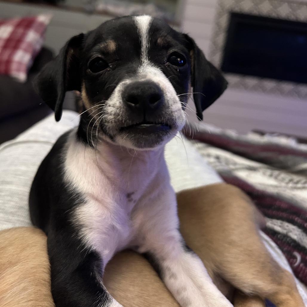 Kelso, Adoptable, Puppy Male Chihuahua.