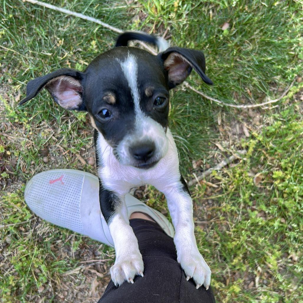 Enlarge Kelso, a Adoptable Chihuahua in Raleigh, NC image 2/4