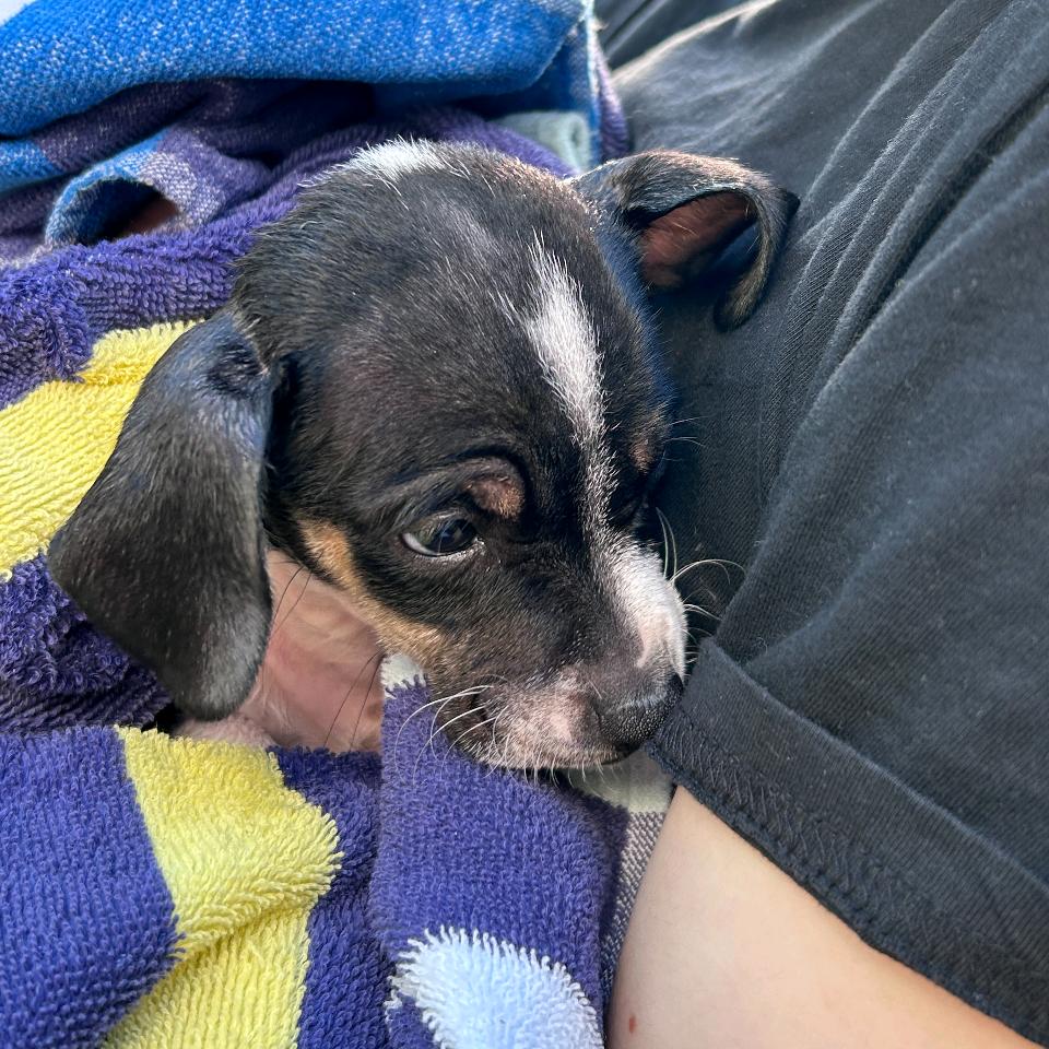 Enlarge Kelso, a Adoptable Chihuahua in Raleigh, NC image 4/4