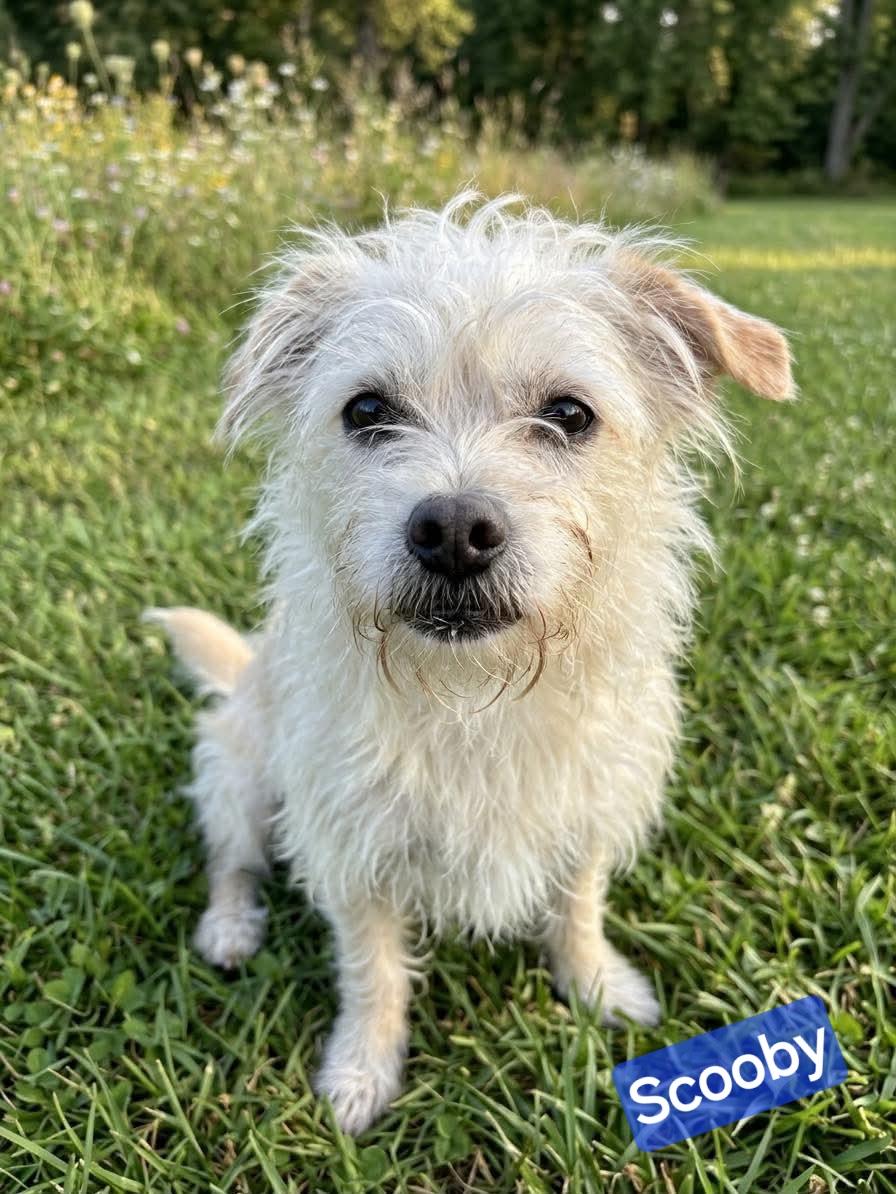Scooby, ADOPTABLE, Adult Male Chihuahua.