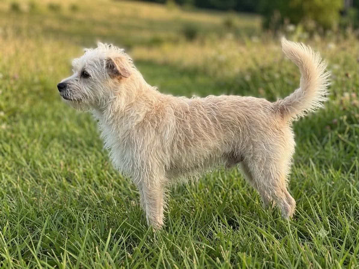 Enlarge Scooby, a ADOPTABLE mixed breed in Wheelersburg, OH image 2/3