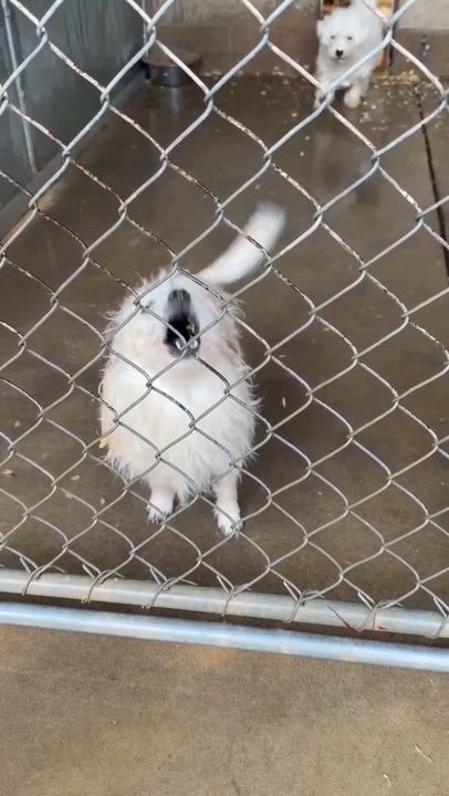 Enlarge Scooby, a ADOPTABLE mixed breed in Wheelersburg, OH video 4/4