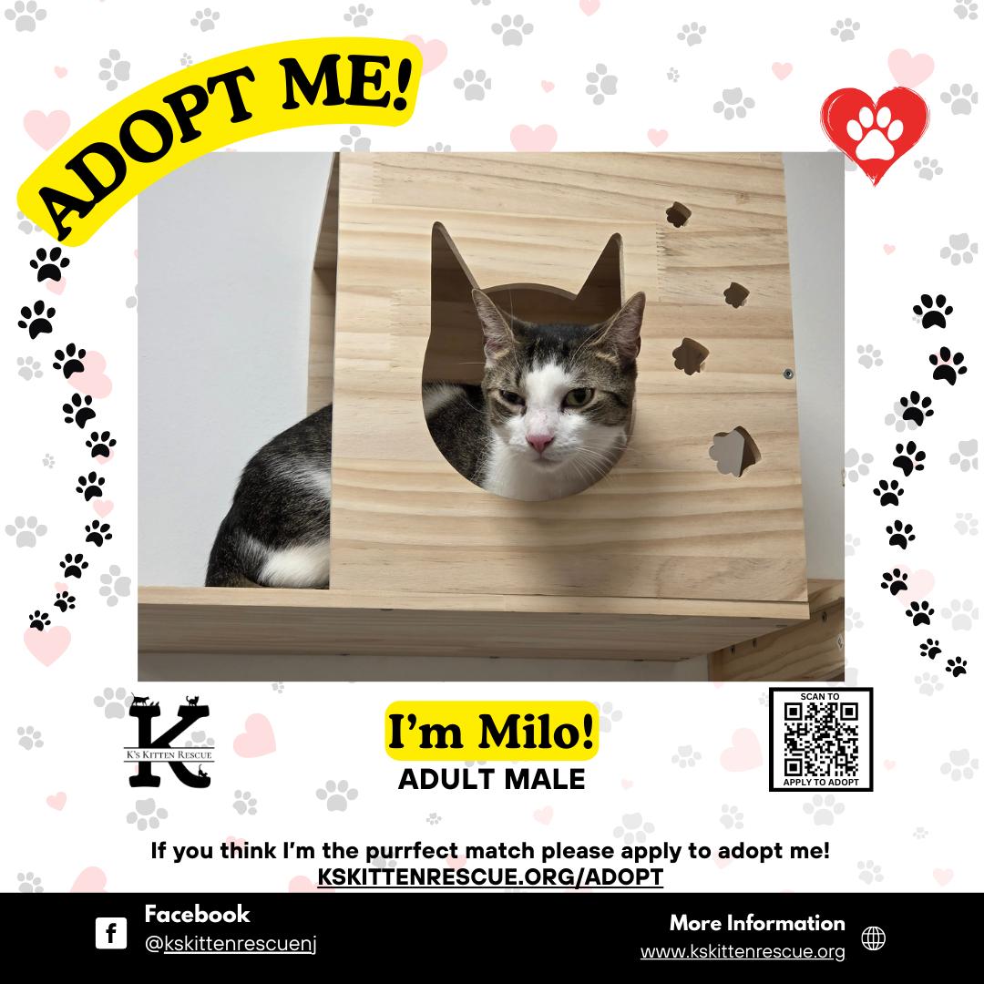 Enlarge Milo, a ADOPTABLE Domestic Short Hair in Brick, NJ image 1/1