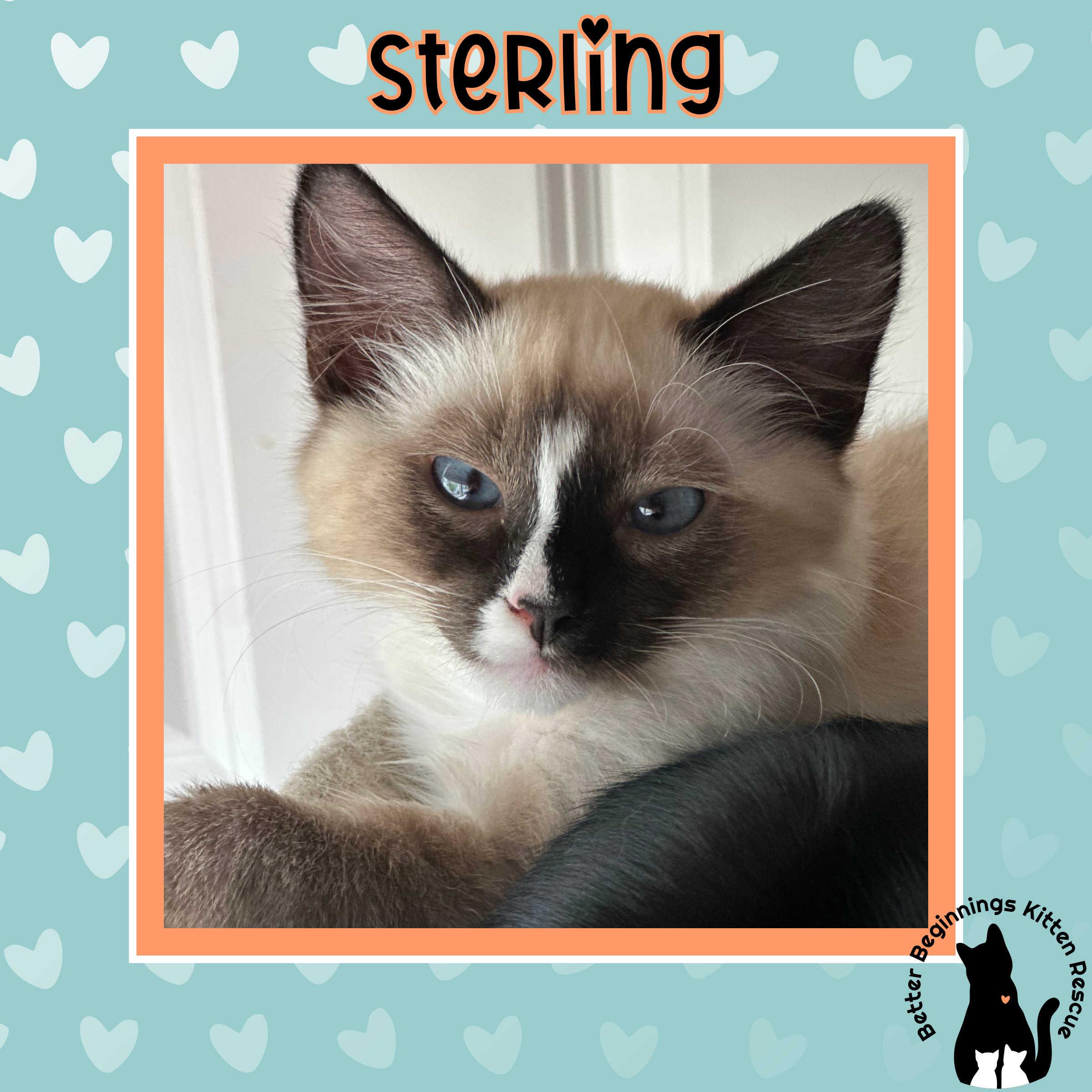 Sterling, a Adoptable mixed breed in Kamloops, BC image 5/5