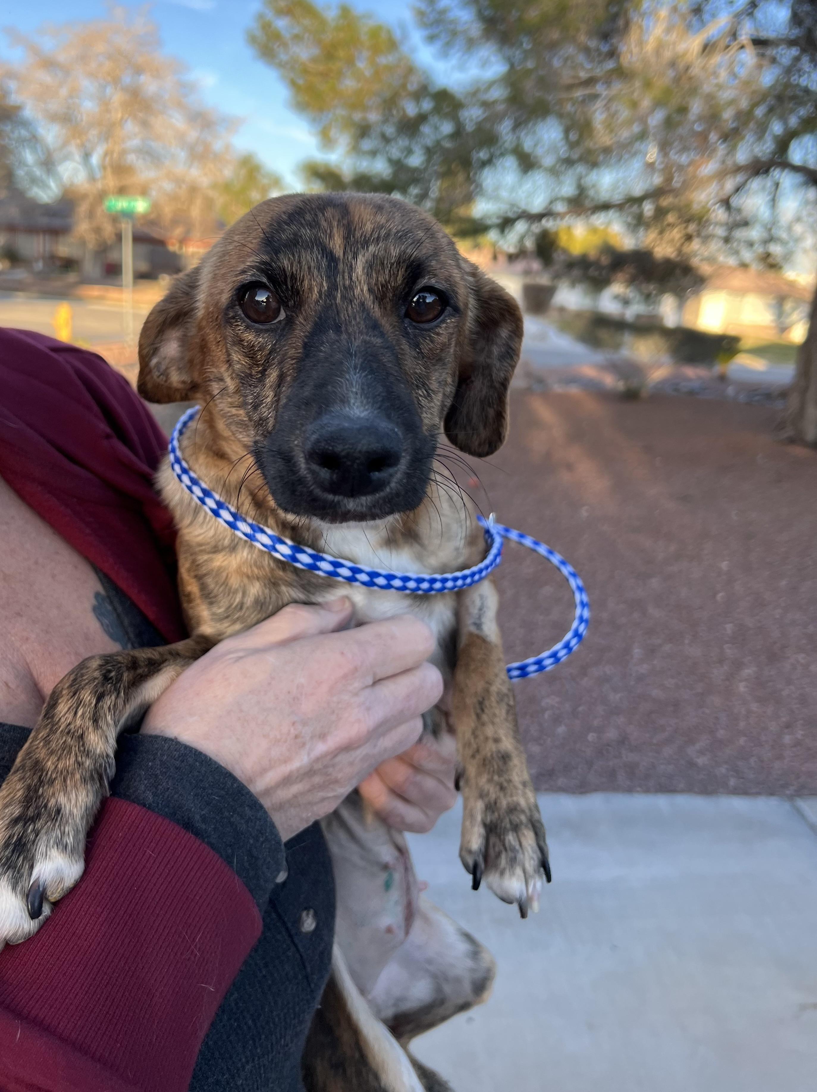 Enlarge Ember, a ADOPTABLE mixed breed in Las Vegas, NV image 2/2