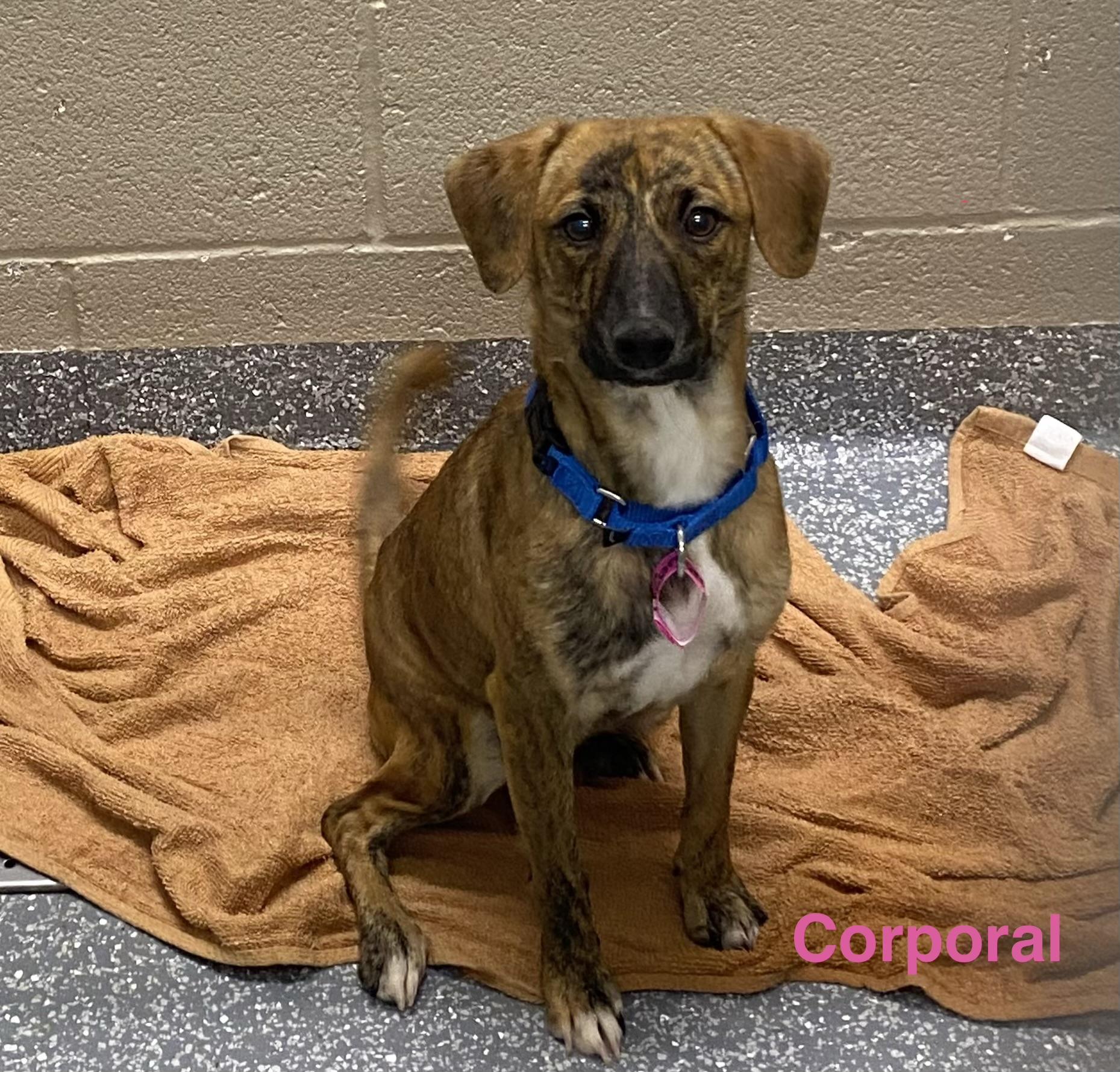 Ember, ADOPTABLE, Adult Female Dachshund & Chihuahua.