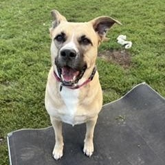 Enlarge Bella, a Adoptable mixed breed in Taunton, MA image 4/5