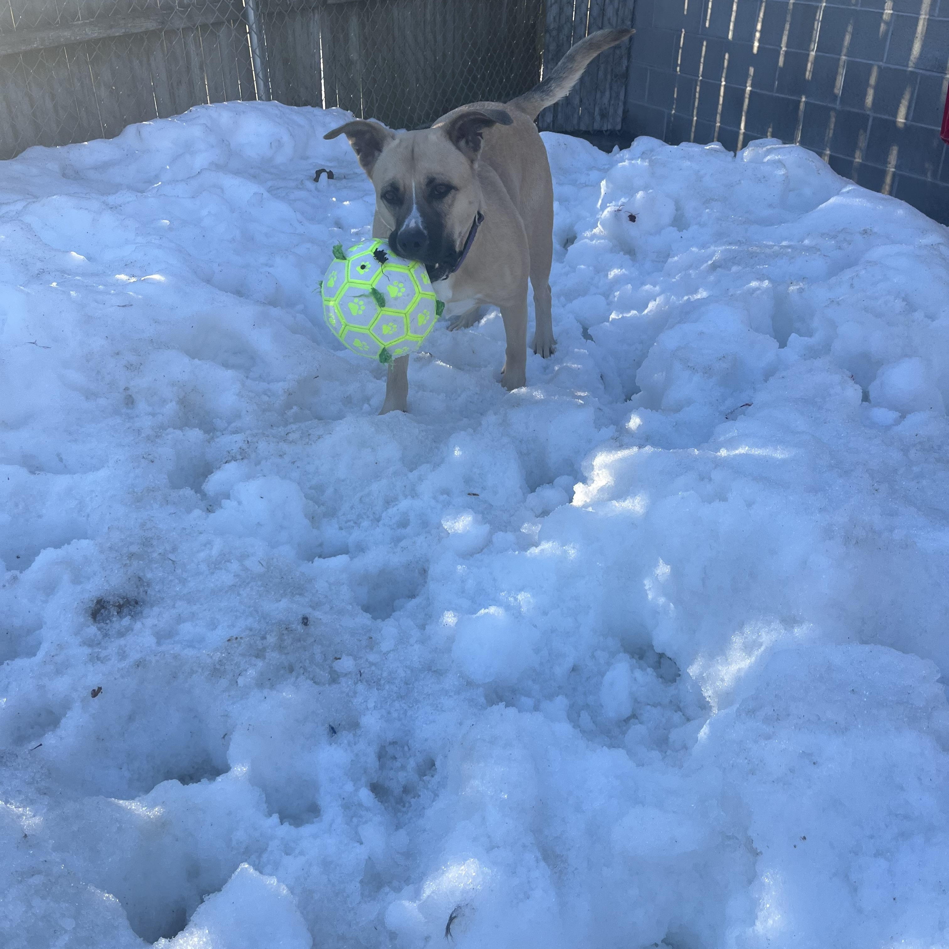 Enlarge Bella, a Adoptable mixed breed in Taunton, MA image 4/4