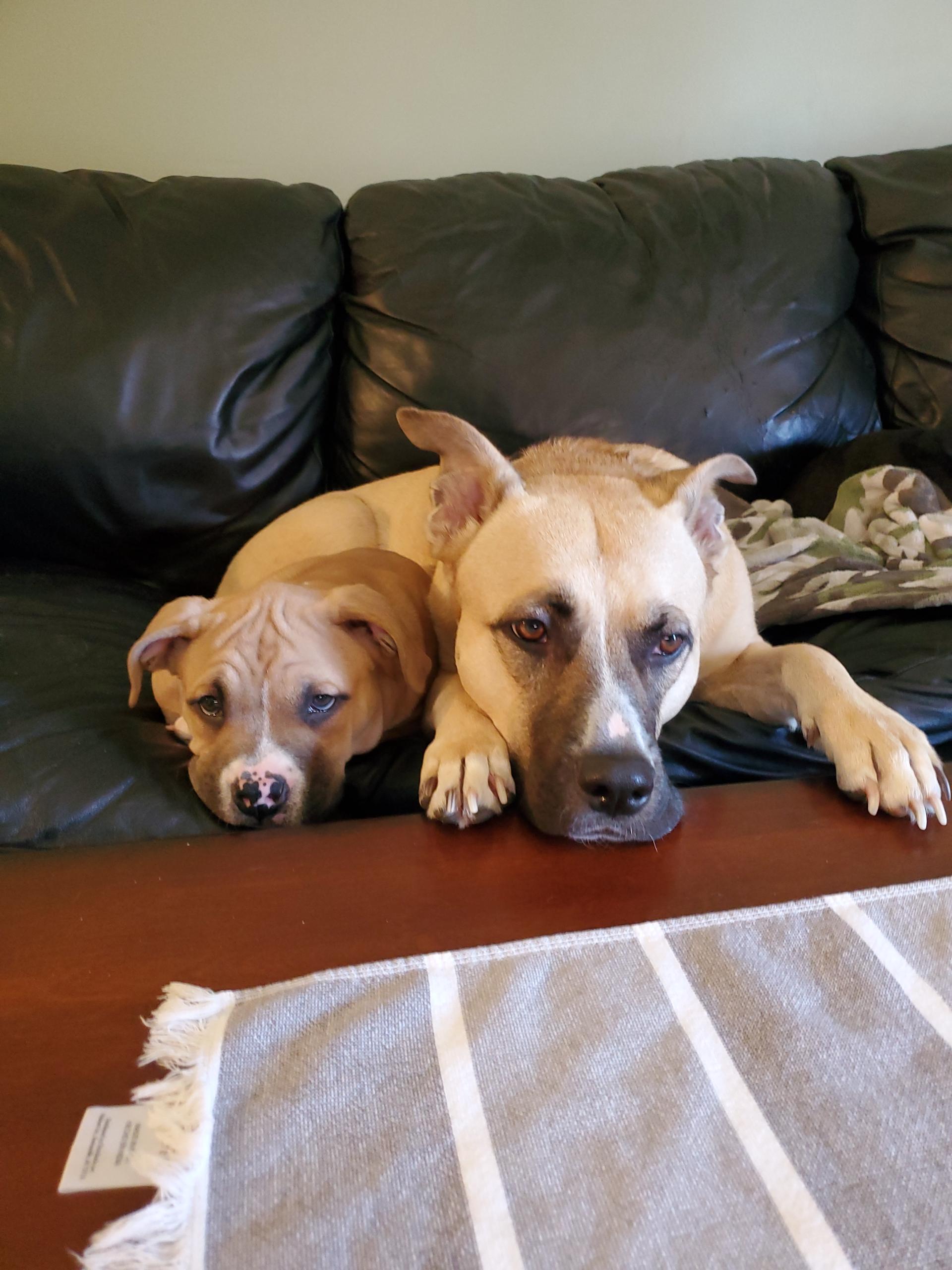 Bella and Chloe