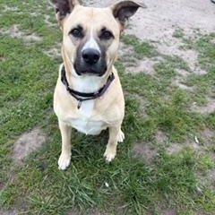 Enlarge Bella, a Adoptable mixed breed in Taunton, MA image 4/4