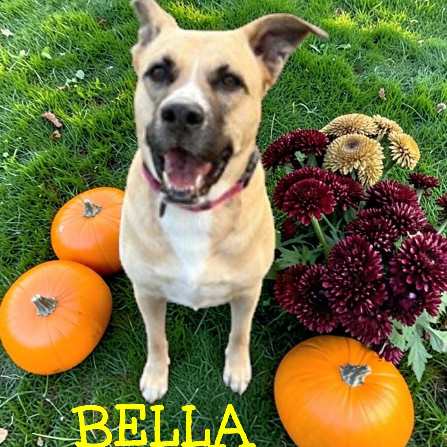 Bella, Adoptable, Adult Female German Shepherd Dog & Bulldog.
