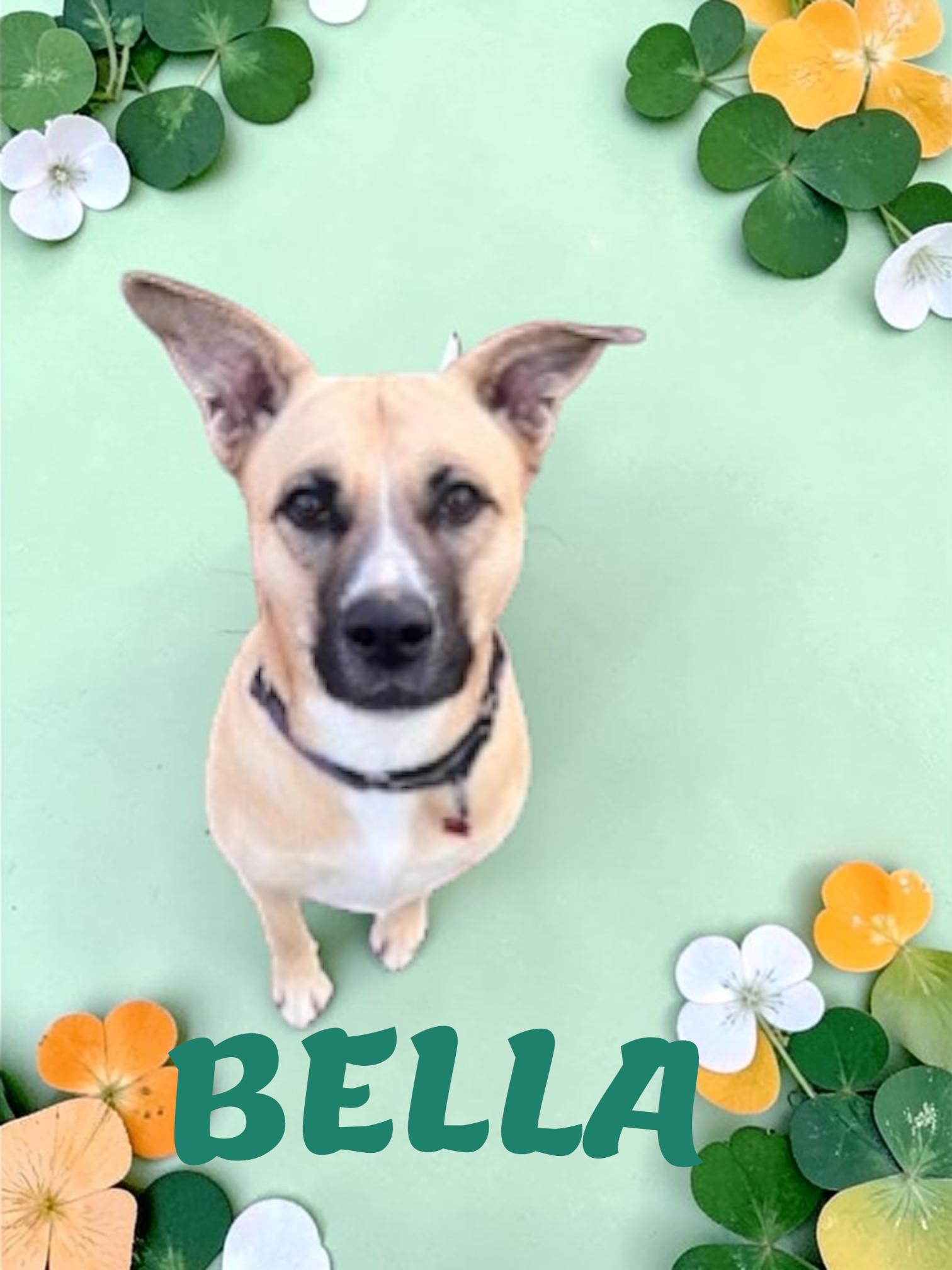 Enlarge Bella, a Adoptable mixed breed in Taunton, MA image 2/4