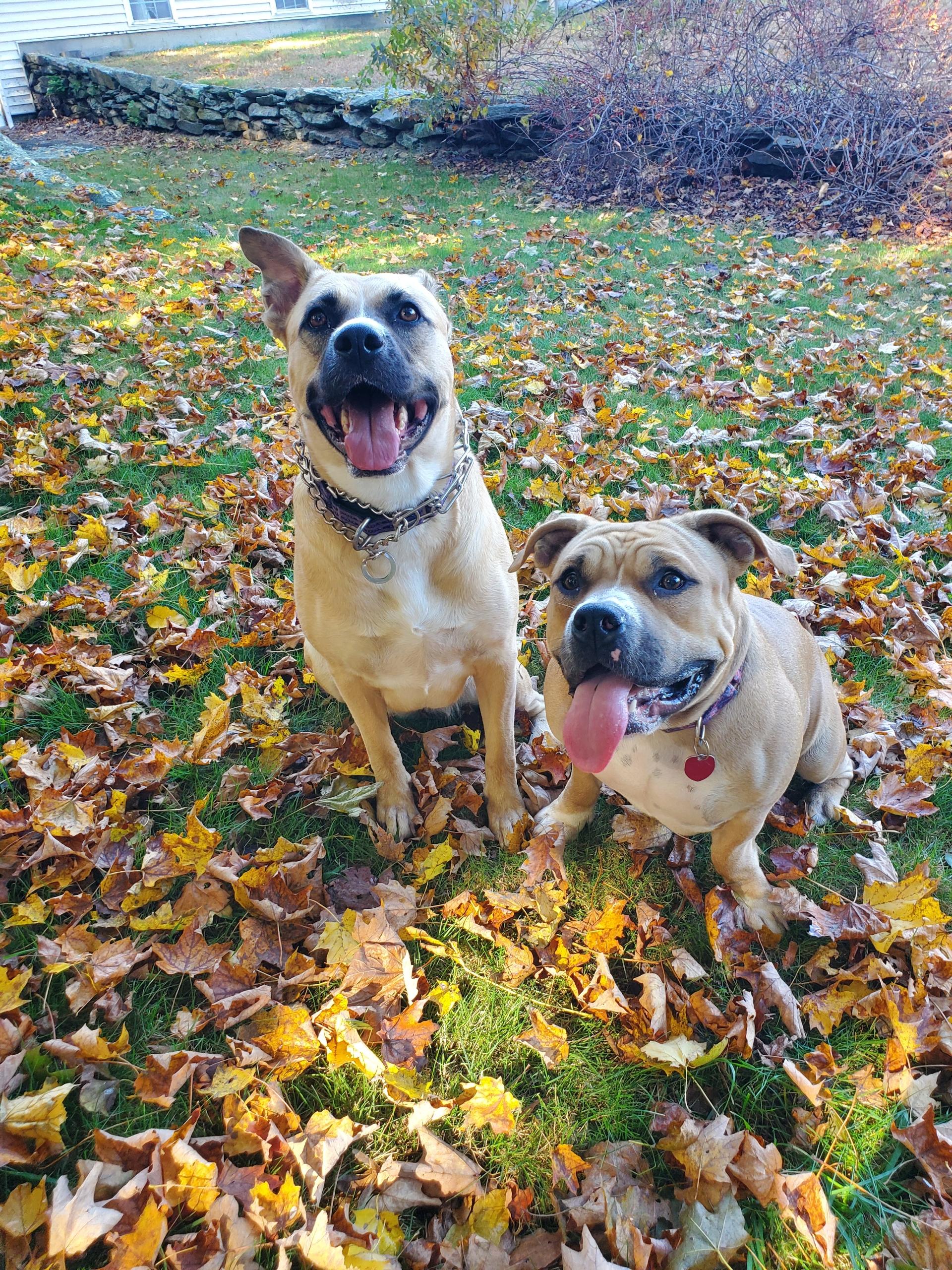 Bella and Chloe