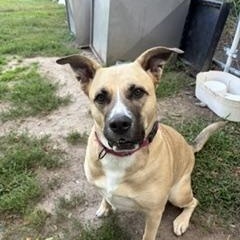 Enlarge Bella, a Adoptable mixed breed in Taunton, MA image 3/5