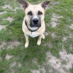Enlarge Bella, a Adoptable mixed breed in Taunton, MA image 3/4