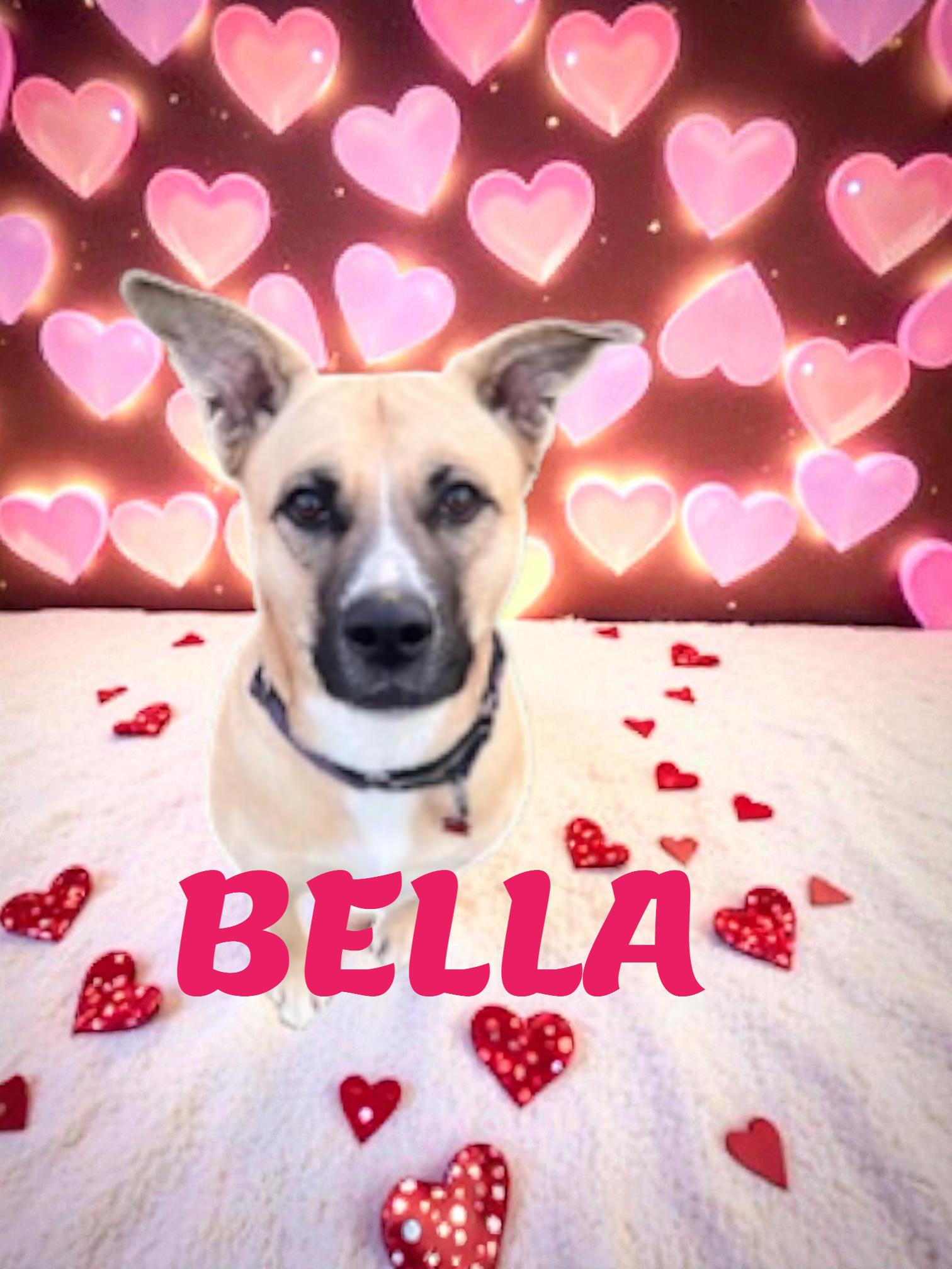 Bella, Adoptable, Adult Female German Shepherd Dog & Bulldog.