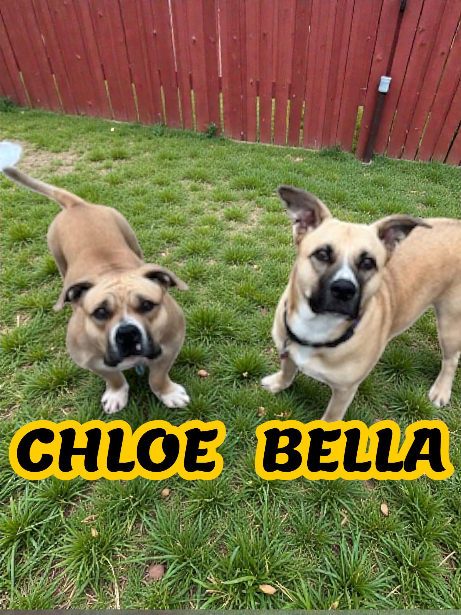 Enlarge Bella/Chloe, a Adoptable mixed breed in Taunton, MA image 1/2