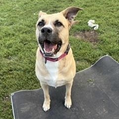 Enlarge Bella, a Adoptable mixed breed in Taunton, MA image 2/5