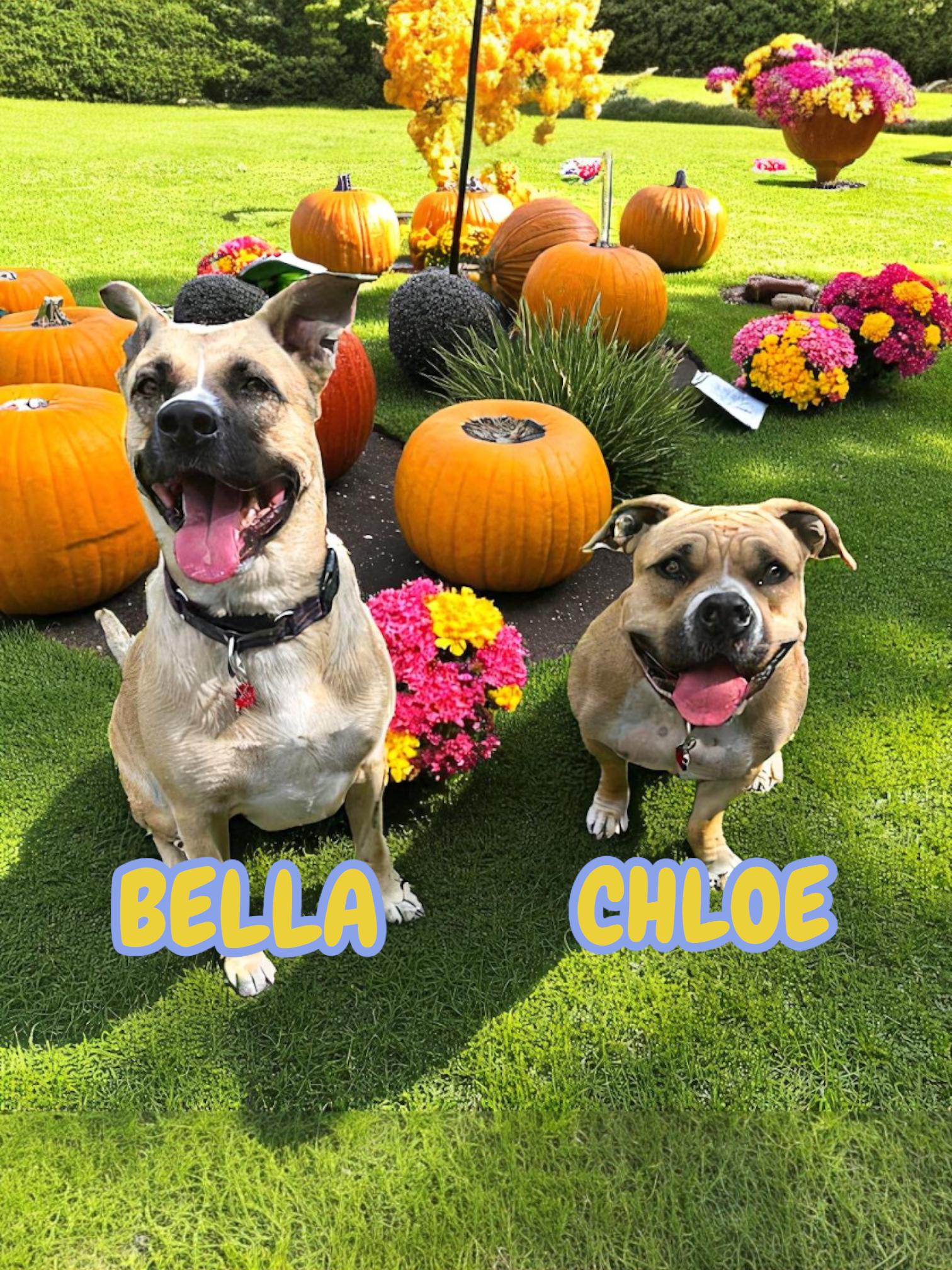 Bella/chloe