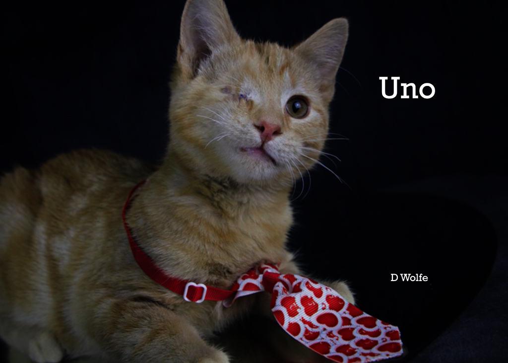 Enlarge Uno, an adopted Tabby in York, NE image 4/5