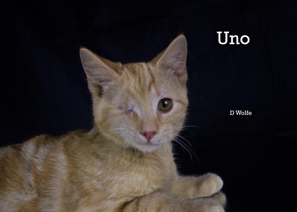 Enlarge Uno, an adopted Tabby in York, NE image 3/5