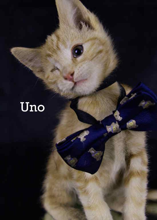 Enlarge Uno, an adopted Tabby in York, NE image 5/5