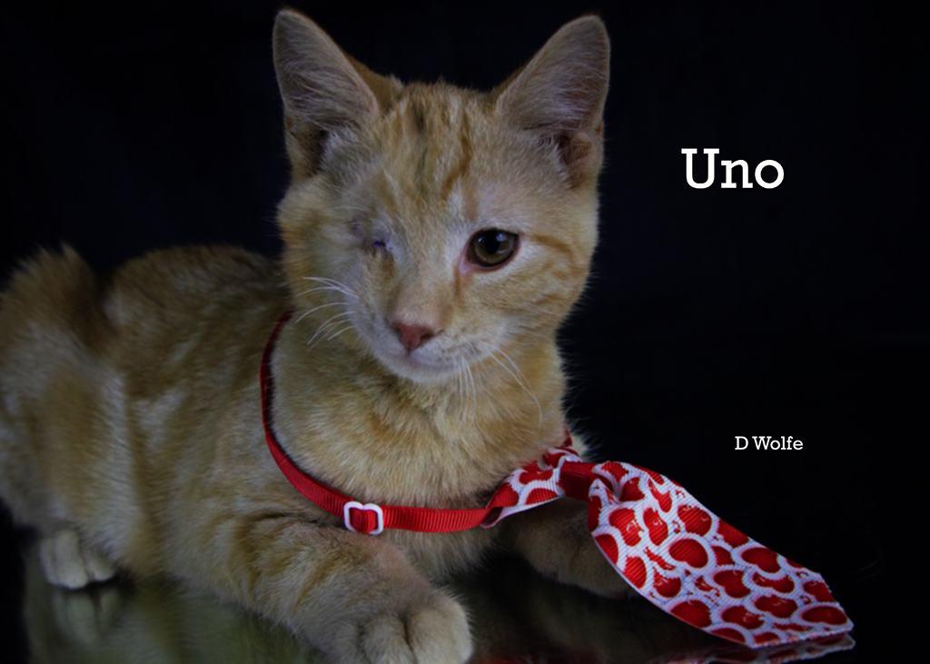 Enlarge Uno, an adopted Tabby in York, NE image 2/5