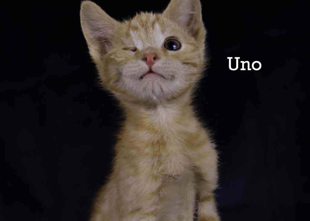 Uno, adopted, Kitten Male Tabby.