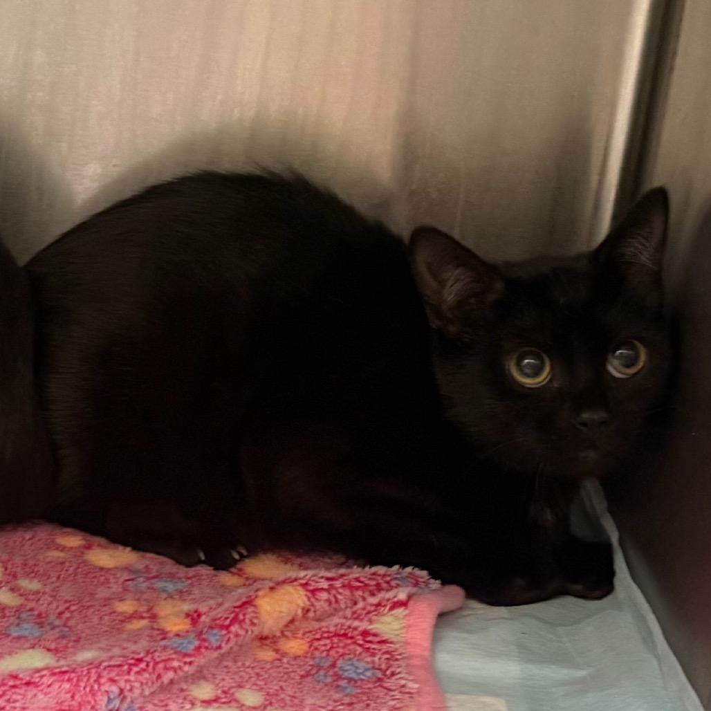 Beautiful girl, Adoptable, Young Female Domestic Medium Hair.