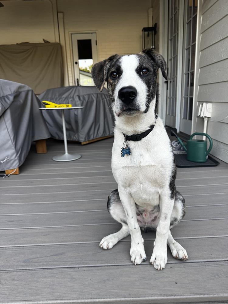 Otto, Adoptable, Puppy Male Border Collie & German Shepherd Dog.