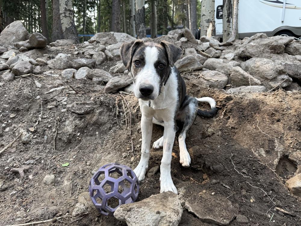 Enlarge Otto, a Adoptable mixed breed in Denver, CO image 2/6