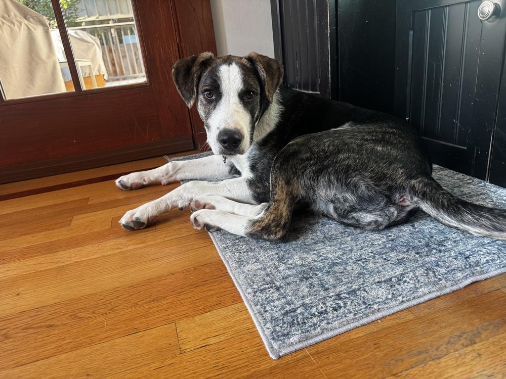 Enlarge Otto, a Adoptable mixed breed in Denver, CO image 3/6