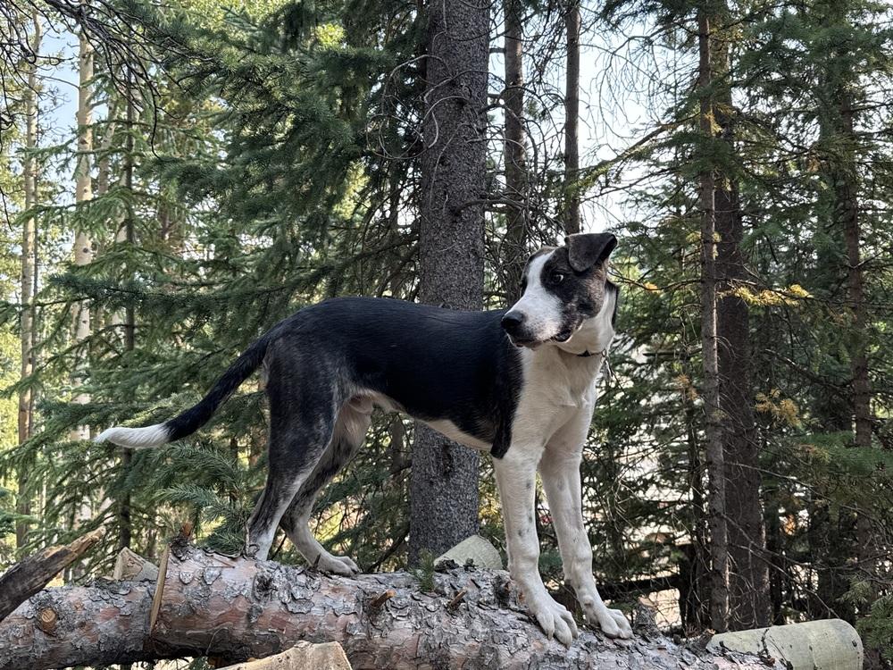 Enlarge Otto, a Adoptable mixed breed in Denver, CO image 4/6