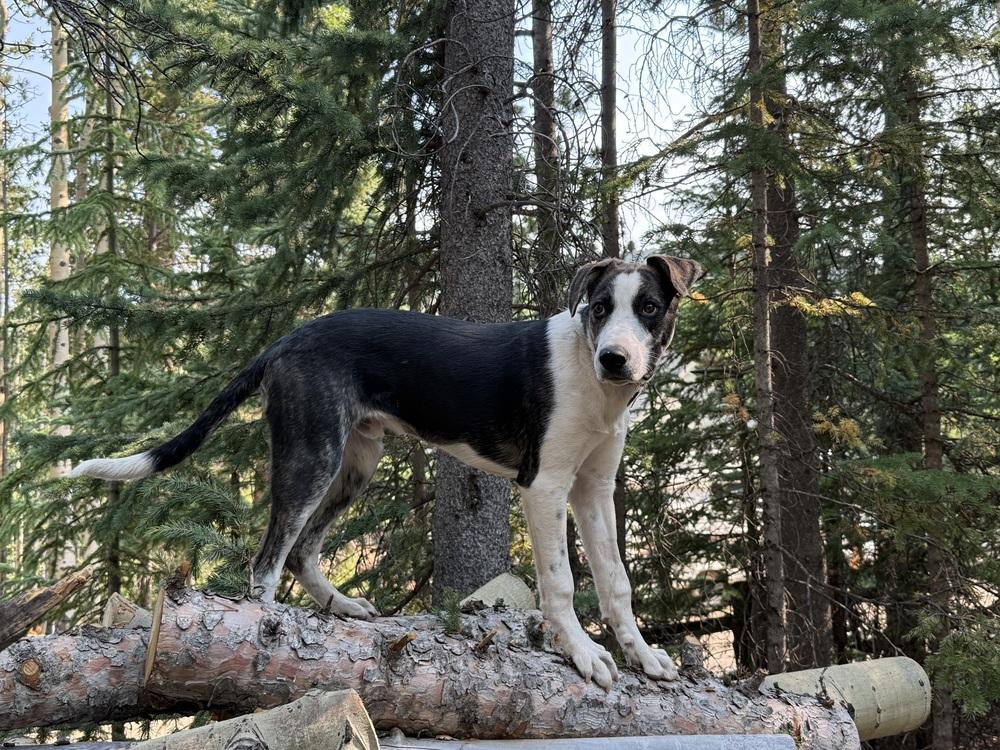 Enlarge Otto, a Adoptable mixed breed in Denver, CO image 5/6