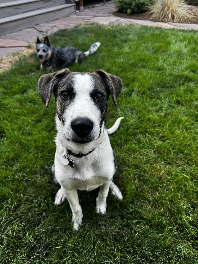 Enlarge Otto, a Adoptable mixed breed in Denver, CO image 6/6