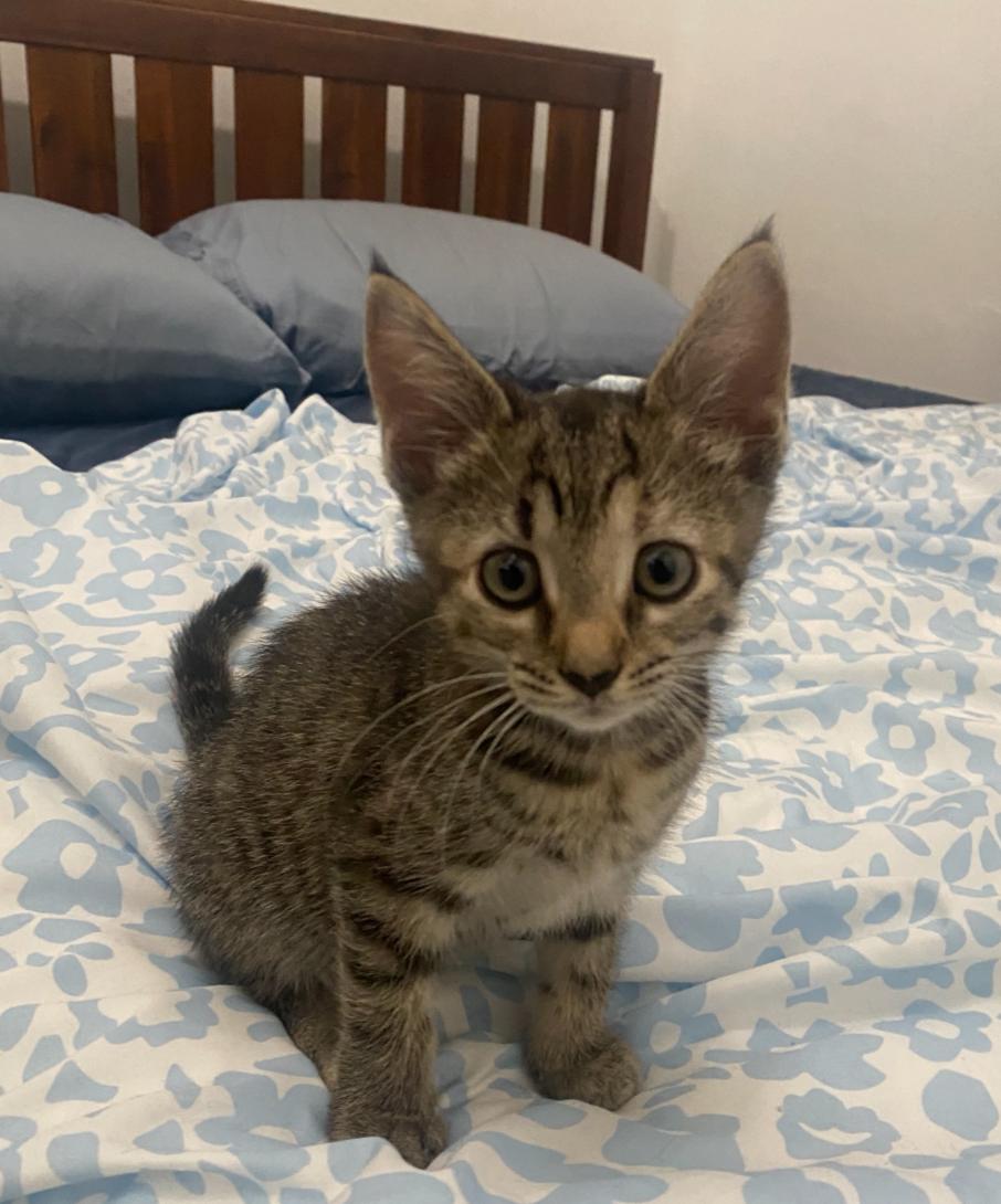 Pepper, an adopted Tabby in Bayonne, NJ image 1/5